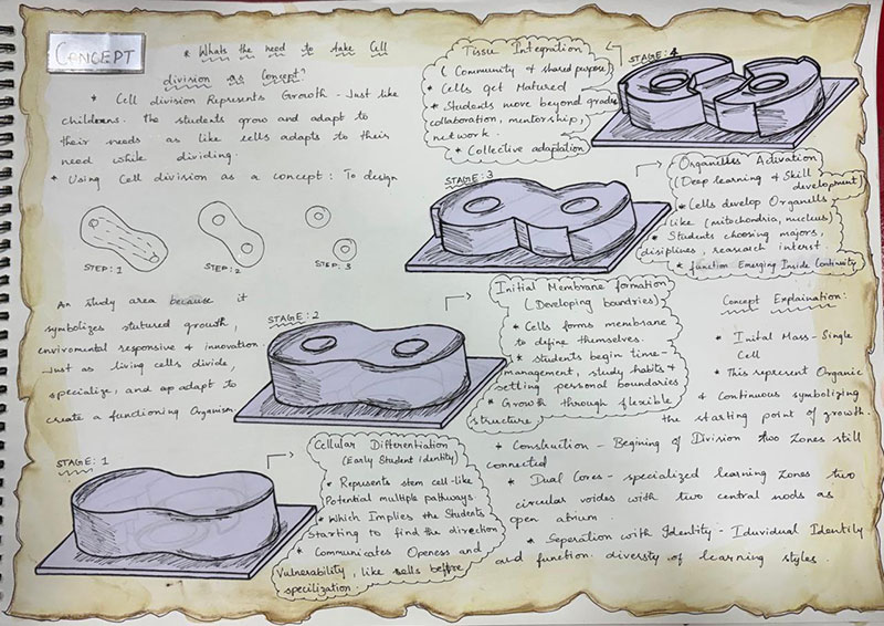 Concept development sketches inspired by cell division, illustrating how the spatial form evolves through stages to represent growth, connection, and the development of learning spaces.