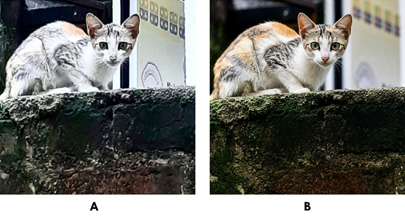 Artificial intelligence based enhancement of a photograph. (A) Original low resolution image of a cat. (B) AI enhanced version with improved sharpness, colour balance, contrast and overall clarity.